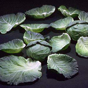kimiake higuchi Cabbage Leaves 1994
